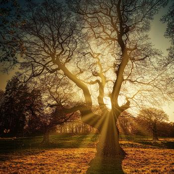 Tree Forest