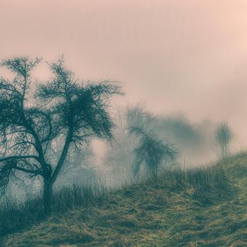 Fog Trees Nature
