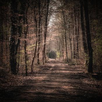 Forest Nature Spring