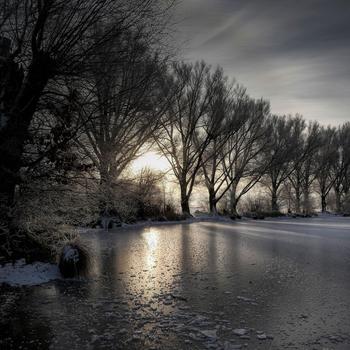 Frozen Lake Forest