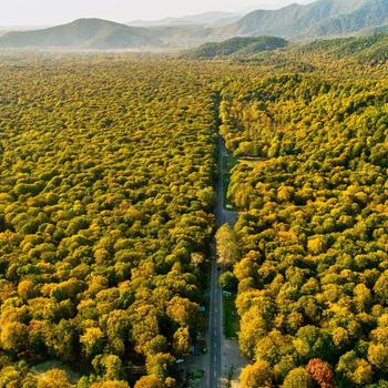 Forest Lacndscape Nature