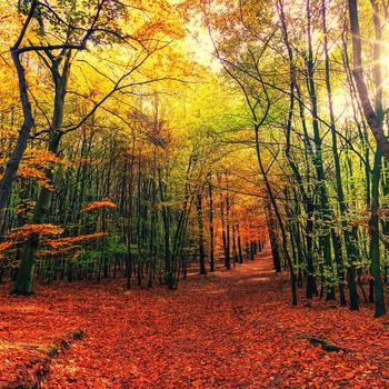 Nature wallpaper
