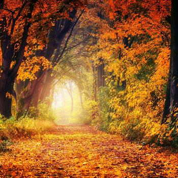 Avenue path wallpaper