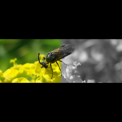Grey --> color 1600x1200 - KDE Store