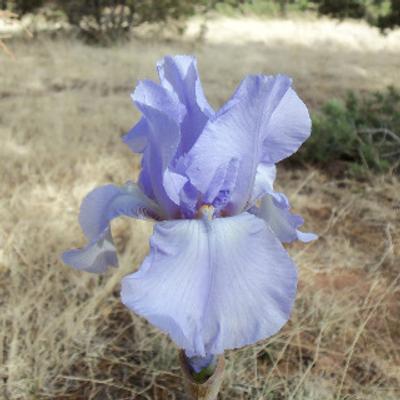 Lite Blue Iris - KDE Store