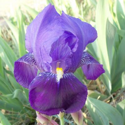Old Fasion Purple Iris - KDE Store