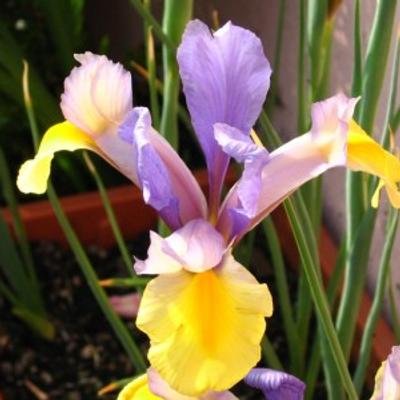 Colourful iris - KDE Store