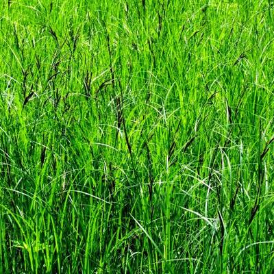 Growing Green Grass - KDE Store