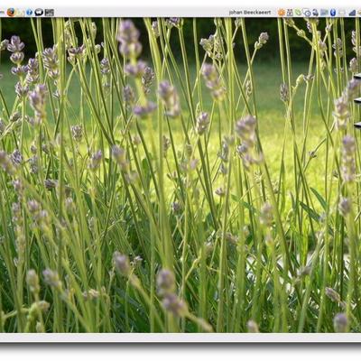 lavender - KDE Store