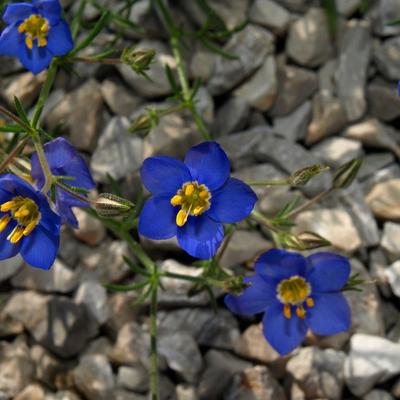 Stone Blue - KDE Store