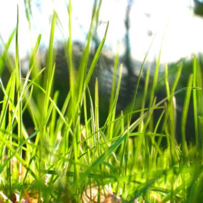 Grass - KDE Store