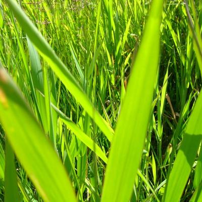 very green grass - KDE Store