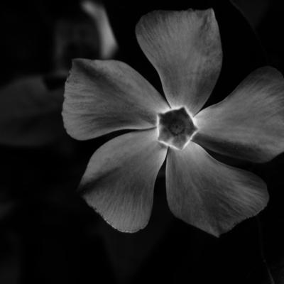 grey flower - KDE Store