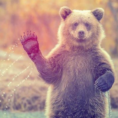 A Waving Bear - KDE Store