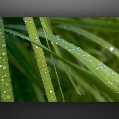 KDE Grass HD 1920x1080 - KDE Store