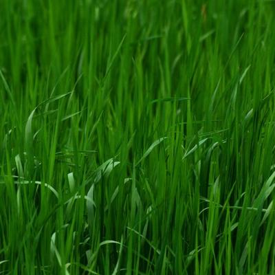 Simple grass - KDE Store