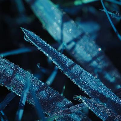 Cold dewdrops - KDE Store