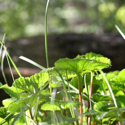Verde Naturaleza - KDE Store