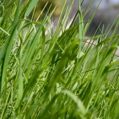 Grass - KDE Store