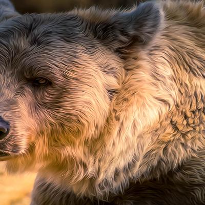 Bear HD Wallpaper - KDE Store