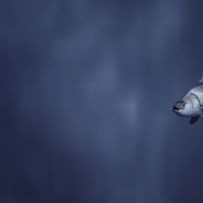 The Fish 01 - KDE Store