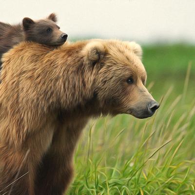 Mother Bear - KDE Store