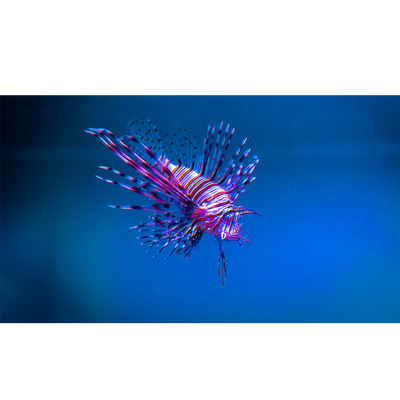 Deep sea - 4k - KDE Store