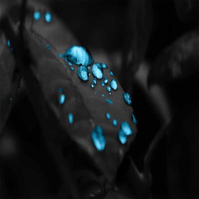 BLUE WATER DROPS ON A LEAVE - KDE Store