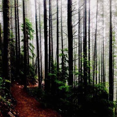 FOG TREES - KDE Store