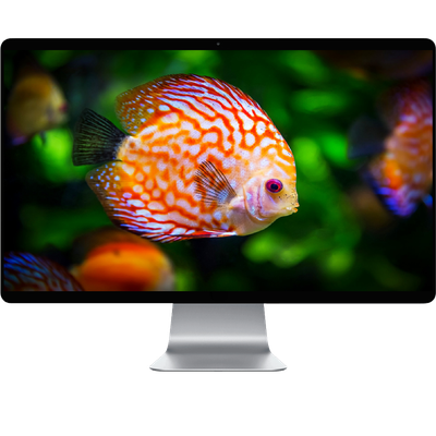 Vibrant Discus Fish At View - KDE Store