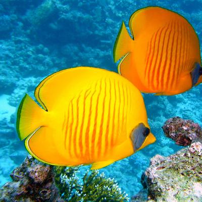 Colorful Fish At Deep Sea - KDE Store