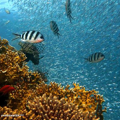Underwater Fish HD Wallpaper - KDE Store