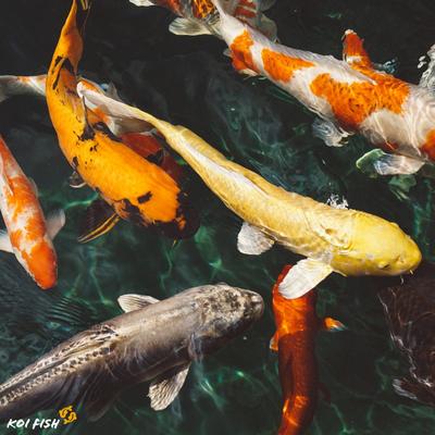 Koi Fish HD Wallpaper - Wallpapers Koi Fish HD Wallpaper - Wallpapers
