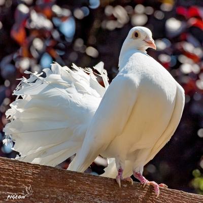 White Pigeon HD Wallpaper - KDE Store