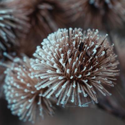 Globe Thistle - KDE Store
