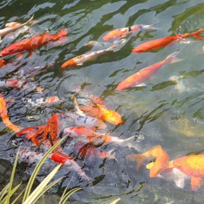 Fish in the Tank - KDE Store