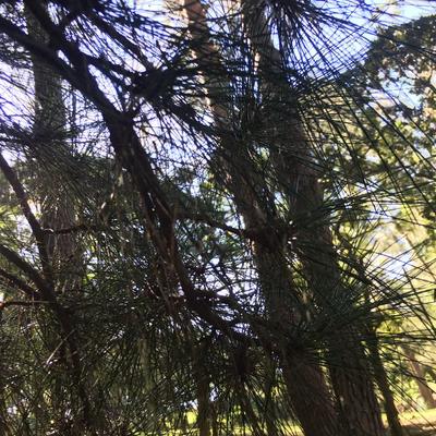 endless trees - KDE Store