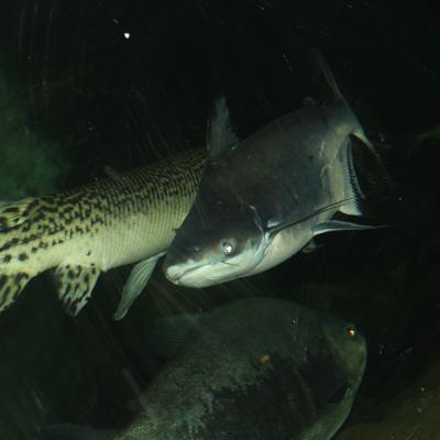 Fish in the Tank - KDE Store