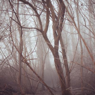 Trees In Fog - KDE Store
