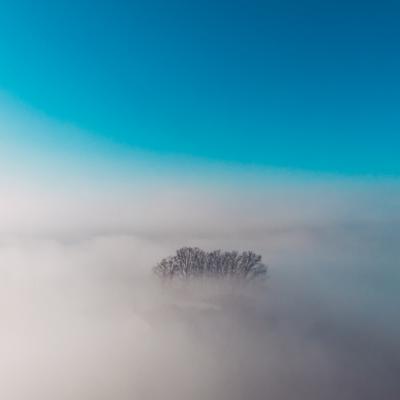 Trees In The Fog - KDE Store