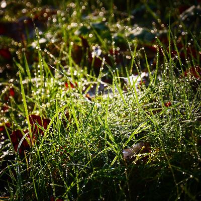 grass - KDE Store