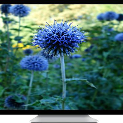 blue flowers - KDE Store