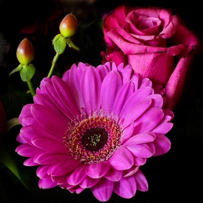 flowers - Wallpapers flowers - Wallpapers