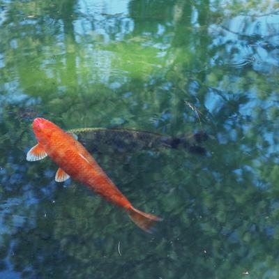 fish - KDE Store