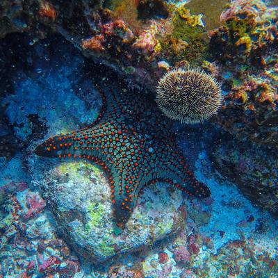 sea nature - KDE Store