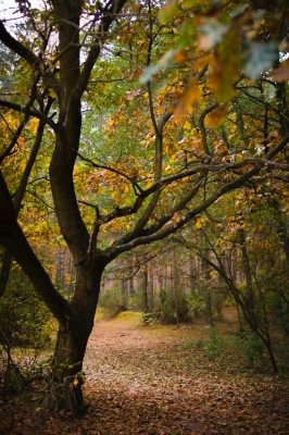 Brown Trees  nature HD WALLPAPER
