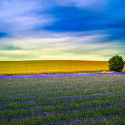 Horizon Lavender Lonely Tree Meadow Summer Tree HD WALLPAPER - KDE Store