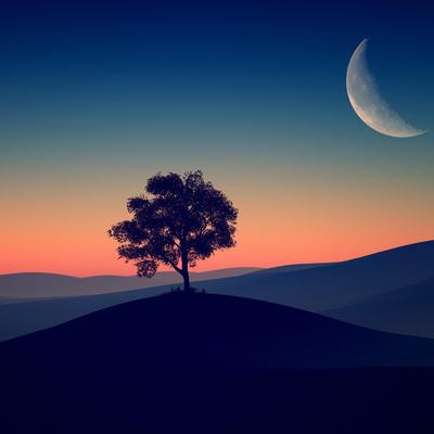 4k Tree Alone Dark Evening Desktop Wallpaper Wallpaper Download - High Resolution 4K Wallpaper