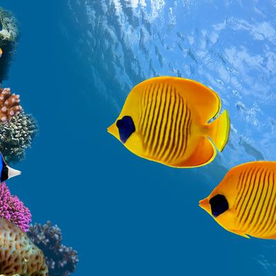 The Fish - KDE Store