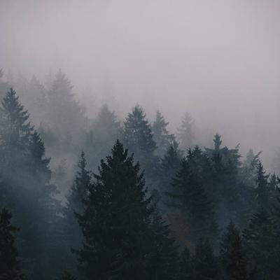 Forest and Mist - KDE Store